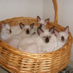 Koty syjamskie w koszyku - fajny quiz o kotach
