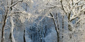 Las zimą, drzewa pokryte śniegiem i szronem, oświetlone promieniami słońca