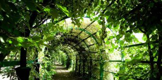 Tunel roślinny, ekologiczna architektura miejska, najlepszy quiz ogólny