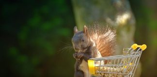 Wiewiórka jedzaca orzechy z koszyka na zakupy