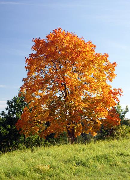 Klon zwyczajny jesienią, Klon pospolity, Acer platanoides