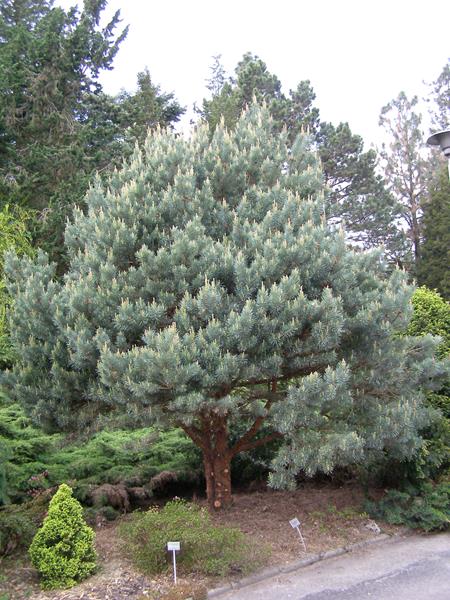 Sosna zwyczajna z pączkami na wiosnę, Pinus sylvestris